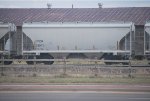 CRDX 23541